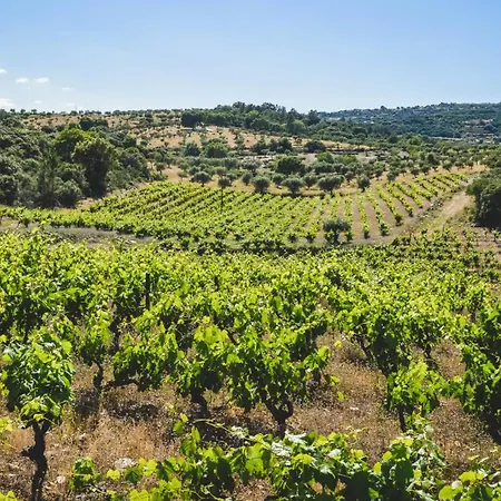 Casas Da Vinha - Vineadouro Wine *
