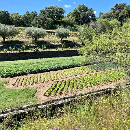 Casas Da Vinha - Vineadouro Wine 호텔 *